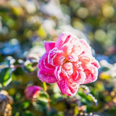 Image showing  Sweet Drift Rose Bush in 3 gal. Grower's Pot