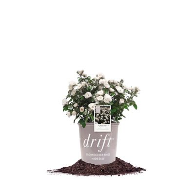 Perfect Plants White Drift Rose Bush in 1 Gal. Grower's Pot