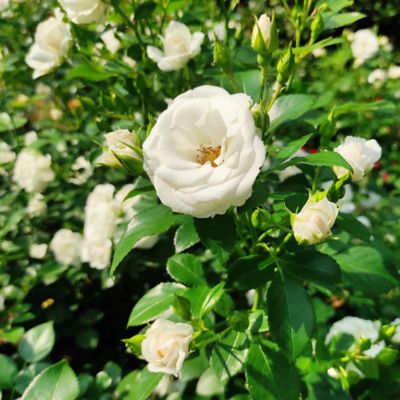 Image showing  White Drift Rose Bush in 1 Gal. Grower's Pot