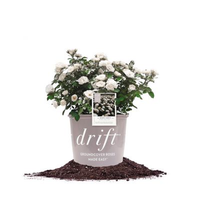 Image showing  White Drift Rose Bush in 3 Gal. Grower's Pot