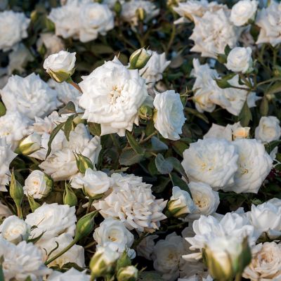 Image showing  White Drift Rose Bush in 3 Gal. Grower's Pot