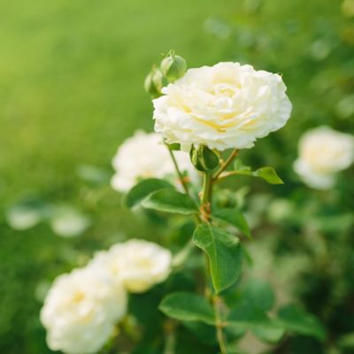 Image showing  White Drift Rose Bush in 3 Gal. Grower's Pot