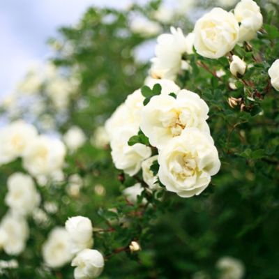 Image showing  White Drift Rose Bush in 3 Gal. Grower's Pot