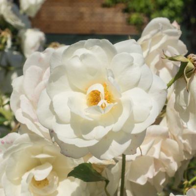 Image showing 5 th Perfect Plants White Drift Rose Bush in 3 Gal. Grower's Pot