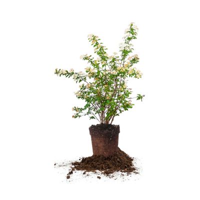 Perfect Plants 1 gal. Potted Bridal Wreath Spirea Shrub