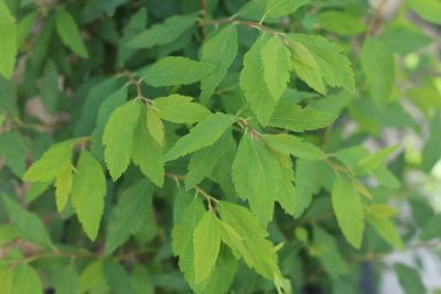 Image showing  1 gal. Potted Bridal Wreath Spirea Shrub