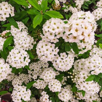 Image showing  1 gal. Potted Bridal Wreath Spirea Shrub