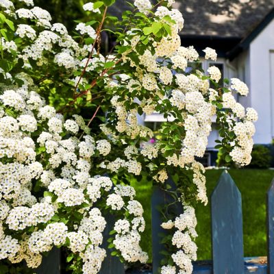 Image showing  1 gal. Potted Bridal Wreath Spirea Shrub