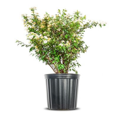 Perfect Plants Bridal Wreath Spirea Shrub in 3 Gal. Grower's Pot