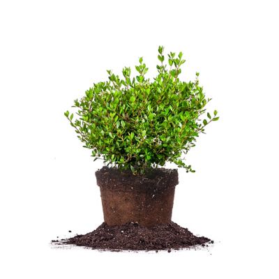 Perfect Plants Mrs. Schiller's Delight Viburnum in 3 Gal Grower's Pot