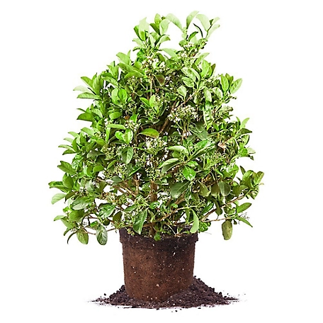 Perfect Plants Sweet Viburnum Bush in 3 gal. Grower's Pot