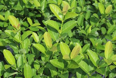 Image showing  Sweet Viburnum Bush in 3 gal. Grower's Pot