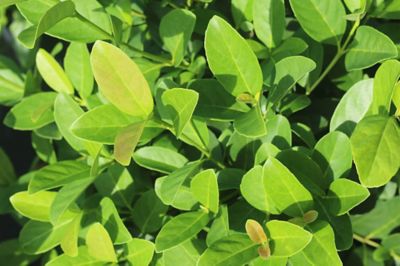 Image showing  Sweet Viburnum Bush in 3 gal. Grower's Pot