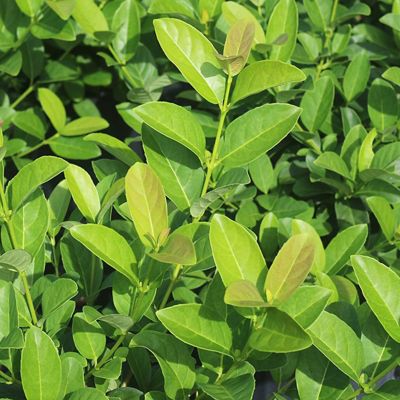 Image showing  Sweet Viburnum Bush in 3 gal. Grower's Pot