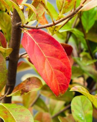 Image showing  Sweet Viburnum Bush in 3 gal. Grower's Pot