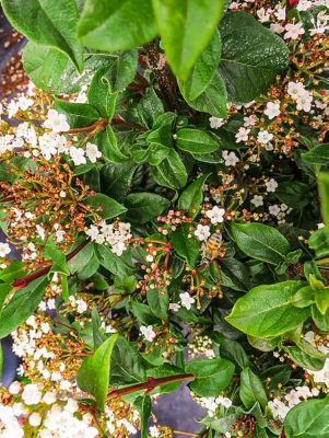 Image showing  Spring Bouquet Viburnum Bush in 3 Gal. Grower's Pot