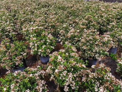Image showing  Spring Bouquet Viburnum Bush in 3 Gal. Grower's Pot