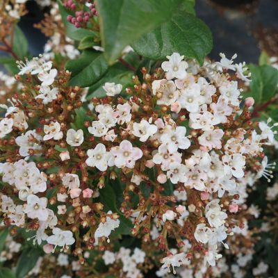 Image showing  Spring Bouquet Viburnum Bush in 3 Gal. Grower's Pot