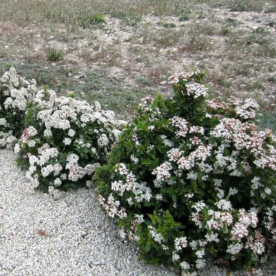 Image showing  Spring Bouquet Viburnum Bush in 3 Gal. Grower's Pot
