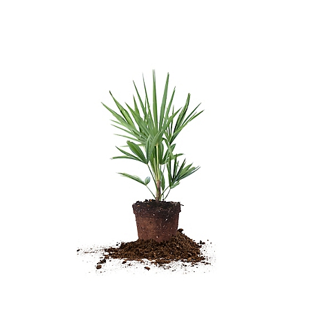 Perfect Plants 1 gal. Windmill Palm Tree