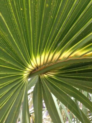 Image showing  1 gal. Windmill Palm Tree