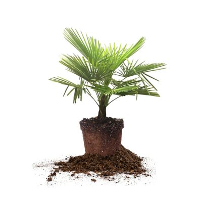 Perfect Plants 3 gal. Windmill Palm Tree