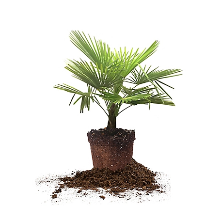 Perfect Plants 3 gal. Windmill Palm Tree