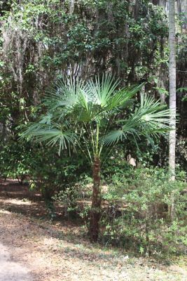 Image showing  3 gal. Windmill Palm Tree