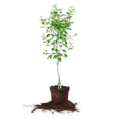 Perfect Plants Perennial White Anna Apple Tree in 5 gal. Grower's Pot