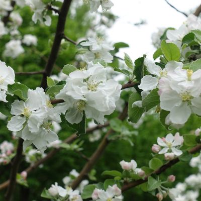 Image showing  Perennial White Anna Apple Tree in 5 gal. Grower's Pot