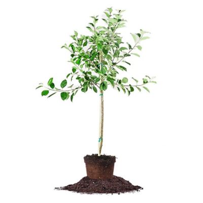 Perfect Plants 5 gal. Golden Delicious Apple Tree