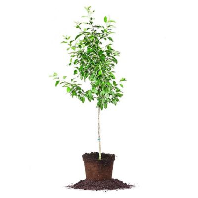 Perfect Plants 5 gal. Ein Shemer Apple Tree