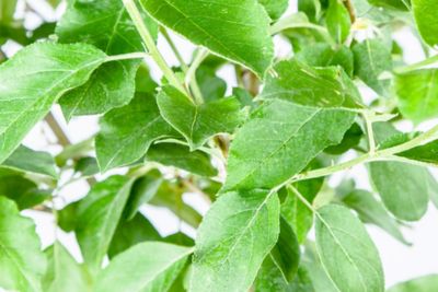 Image showing  5 gal. Ein Shemer Apple Tree