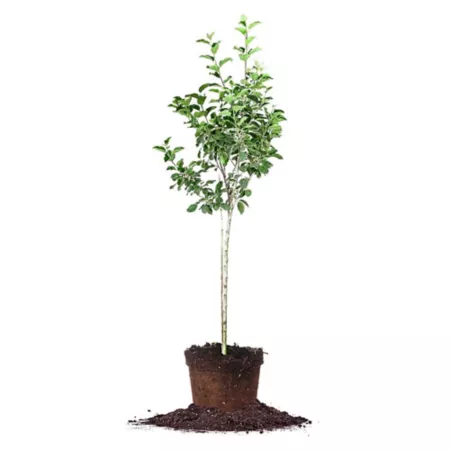 Perfect Plants 5 gal Fuji apple tree in pot Fruit Trees & Plants