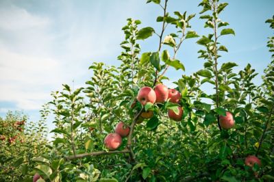 Image showing  5 gal. Potted Fuji Apple Tree