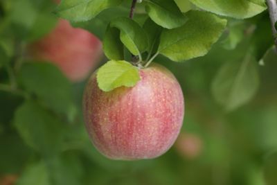 Image showing  5 gal. Potted Fuji Apple Tree