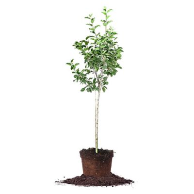 Perfect Plants 5 gal. Potted Dorsett Golden Apple Tree