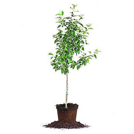 Perfect Plants Granny Smith Apple Tree in 5 Gal. Grower's Pot