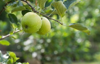 Image showing  Granny Smith Apple Tree in 5 Gal. Grower's Pot