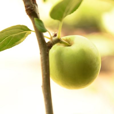 Image showing  Granny Smith Apple Tree in 5 Gal. Grower's Pot
