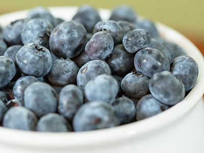 Image showing  Beckyblue Rabbiteye Blueberry Bush in 1 Gal. Grower's Pot