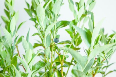 Image showing  Beckyblue Rabbiteye Blueberry Bush in 3 Gal. Grower's Pot