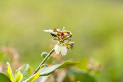 Image showing  Beckyblue Rabbiteye Blueberry Bush in 3 Gal. Grower's Pot