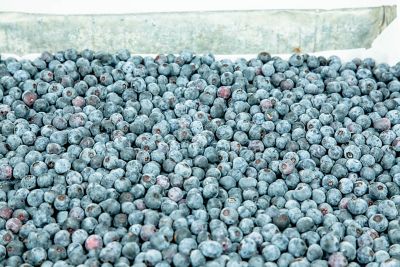 Image showing  1 gal. Potted Climax Blueberry Bush