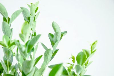 Image showing  1 gal. Potted Climax Blueberry Bush