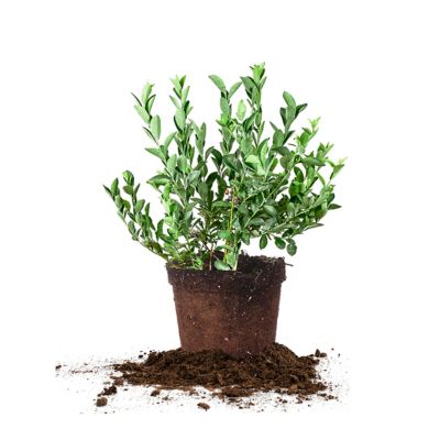 Perfect Plants 3 gal. Potted Climax Blueberry Bush