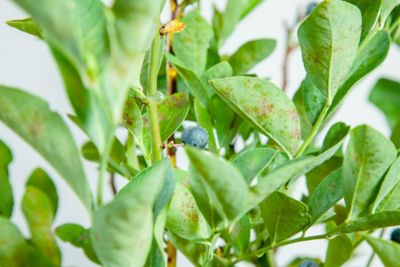 Image showing  3 gal. Potted Climax Blueberry Bush