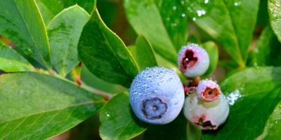 Image showing  3 gal. Potted Climax Blueberry Bush