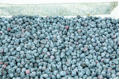 Image showing  3 gal. Potted Climax Blueberry Bush