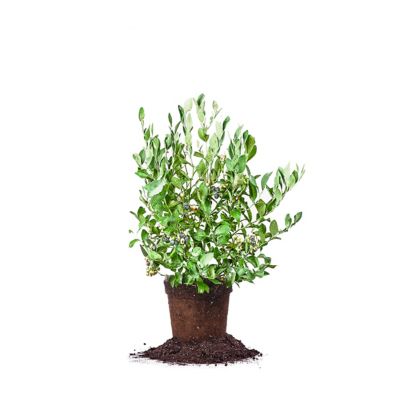 Perfect Plants 1 gal. Potted Powder Blue Blueberry Bush